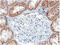 Ubiquitin carboxyl-terminal hydrolase 16 antibody, AP33410PU-N, Origene, Immunohistochemistry frozen image 
