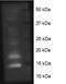 Histone Cluster 4 H4 antibody, NB21-2077, Novus Biologicals, Western Blot image 