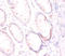 Folate Hydrolase 1 antibody, A54153-100, Epigentek, Immunohistochemistry paraffin image 