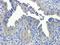 TNF Receptor Superfamily Member 11b antibody, orb247239, Biorbyt, Immunohistochemistry paraffin image 
