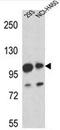 Mastermind Like Transcriptional Coactivator 1 antibody, AP52591PU-N, Origene, Western Blot image 