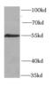 HCLS1 Binding Protein 3 antibody, FNab04015, FineTest, Western Blot image 