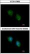 COP9 Signalosome Subunit 4 antibody, GTX117852, GeneTex, Immunofluorescence image 