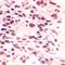 Cell growth-regulating nucleolar protein antibody, orb215217, Biorbyt, Immunohistochemistry paraffin image 