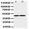 Arginine Vasopressin Receptor 1A antibody, orb176691, Biorbyt, Western Blot image 