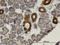 Mevalonate Kinase antibody, LS-C133916, Lifespan Biosciences, Immunohistochemistry paraffin image 