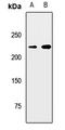MyHC-slow antibody, orb412635, Biorbyt, Western Blot image 