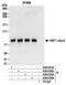 HNF1 Homeobox A antibody, A304-052A, Bethyl Labs, Immunoprecipitation image 