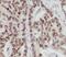 Hnf-1b antibody, FNab03942, FineTest, Immunohistochemistry frozen image 