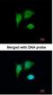 Tumor Protein P53 Inducible Protein 3 antibody, NBP1-33237, Novus Biologicals, Immunofluorescence image 