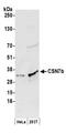 COP9 Signalosome Subunit 7B antibody, NB100-461, Novus Biologicals, Western Blot image 