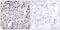 Collagen Type V Alpha 2 Chain antibody, abx013953, Abbexa, Immunohistochemistry frozen image 