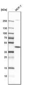 Dihydroorotate Dehydrogenase (Quinone) antibody, HPA011942, Atlas Antibodies, Western Blot image 