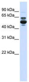 Cytochrome P450 Family 3 Subfamily A Member 43 antibody, TA338622, Origene, Western Blot image 