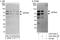 Zinc finger and BTB domain-containing protein 44 antibody, A303-259A, Bethyl Labs, Immunoprecipitation image 