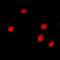 Nuclear Receptor Corepressor 2 antibody, orb315628, Biorbyt, Immunofluorescence image 