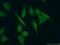 PHD finger protein 20 antibody, 22010-1-AP, Proteintech Group, Immunofluorescence image 