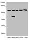 F-Box Protein 7 antibody, LS-C675751, Lifespan Biosciences, Western Blot image 