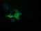 Imp2 antibody, TA501273, Origene, Immunofluorescence image 