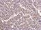 Cytochrome C1 antibody, NBP1-32072, Novus Biologicals, Immunohistochemistry paraffin image 