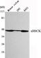 Creatine Kinase, Mitochondrial 1B antibody, STJ98568, St John