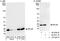 Ribosomal Protein L26 antibody, A300-686A, Bethyl Labs, Immunoprecipitation image 