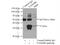 Family With Sequence Similarity 49 Member B antibody, 20127-1-AP, Proteintech Group, Immunoprecipitation image 