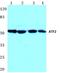 CREB2 antibody, AP06019PU-N, Origene, Western Blot image 