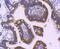 Major Vault Protein antibody, NBP2-75579, Novus Biologicals, Immunohistochemistry paraffin image 