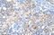 LOC342293 antibody, 29-901, ProSci, Enzyme Linked Immunosorbent Assay image 