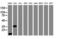 Jun Proto-Oncogene, AP-1 Transcription Factor Subunit antibody, LS-C175404, Lifespan Biosciences, Western Blot image 