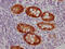 Glycoprotein A33 antibody, CSB-RA245537A0HU, Cusabio, Immunohistochemistry paraffin image 
