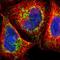 DNA topoisomerase I, mitochondrial antibody, HPA001915, Atlas Antibodies, Immunofluorescence image 