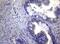 Male Germ Cell Associated Kinase antibody, MA5-27062, Invitrogen Antibodies, Immunohistochemistry frozen image 