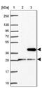 CD1e Molecule antibody, PA5-63481, Invitrogen Antibodies, Western Blot image 