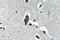 AQP0 antibody, PA5-36535, Invitrogen Antibodies, Immunohistochemistry frozen image 