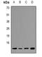 Histone H2B type 1-A antibody, orb382592, Biorbyt, Western Blot image 