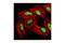 Histone H3 antibody, 9726S, Cell Signaling Technology, Immunofluorescence image 