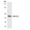 MAS Related GPR Family Member X3 antibody, LS-B11748, Lifespan Biosciences, Western Blot image 