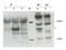His tag antibody, orb345394, Biorbyt, Western Blot image 