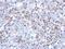 Septin-12 antibody, NBP2-20300, Novus Biologicals, Immunohistochemistry frozen image 