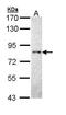 Protein Tyrosine Phosphatase Receptor Type R antibody, PA5-29243, Invitrogen Antibodies, Western Blot image 