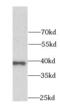 Aldo-Keto Reductase Family 7 Member A2 antibody, FNab00266, FineTest, Western Blot image 