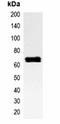p65 antibody, orb323181, Biorbyt, Immunoprecipitation image 