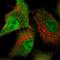 Rhophilin Rho GTPase Binding Protein 2 antibody, PA5-62469, Invitrogen Antibodies, Immunofluorescence image 