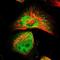 Spermidine synthase antibody, HPA015746, Atlas Antibodies, Immunofluorescence image 
