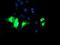 Potassium Voltage-Gated Channel Subfamily J Member 3 antibody, NBP2-01702, Novus Biologicals, Immunofluorescence image 