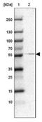 Ral GEF With PH Domain And SH3 Binding Motif 2 antibody, NBP1-84646, Novus Biologicals, Western Blot image 