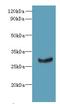 Chromosome 11 Open Reading Frame 68 antibody, LS-C379303, Lifespan Biosciences, Western Blot image 