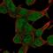 Zinc Finger Protein 829 antibody, PA5-67268, Invitrogen Antibodies, Immunofluorescence image 